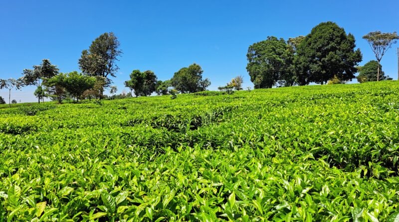 Tea growing on a Kenyan farm, archival photograph