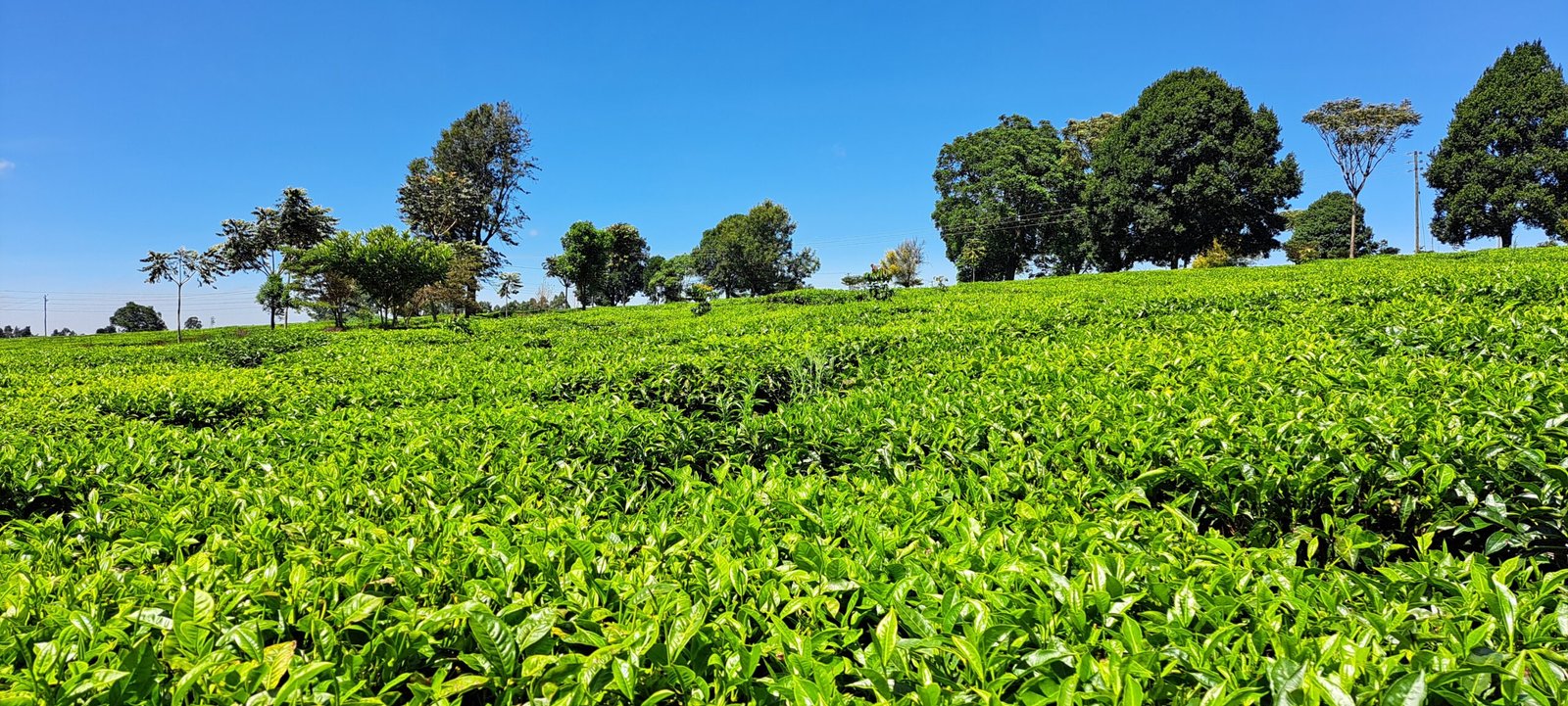 Tea growing on a Kenyan farm, archival photograph