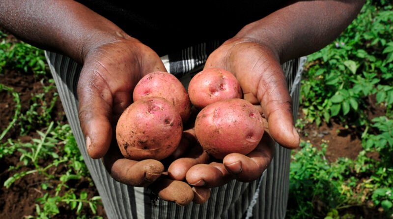 Potatoes harvested at Kibirichia near Mount Kenya in October 2010