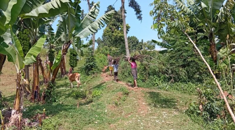 Rural farming in Kegonche village, Kuria East, Migori County in June 2026