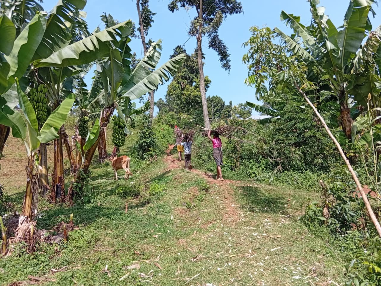 Rural farming in Kegonche village, Kuria East, Migori County in June 2026